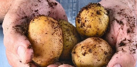 Potato Industry Western Australia looking for best way to grow export
