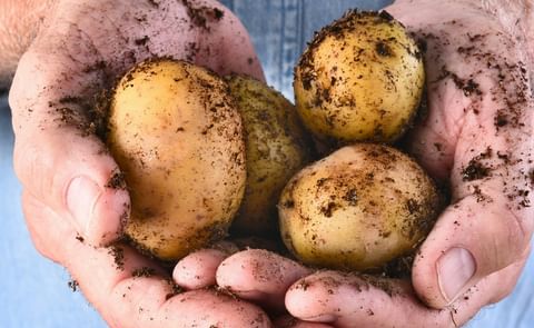 A major effort to develop export opportunities is underway in the Western Australia potato industry A major effort to develop export opportunities is underway in the Western Australia potato industry