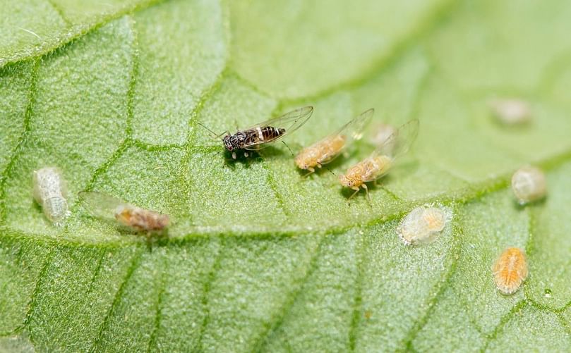 Adults and nymphs of tomato potato psyllid on the underside of a tomato leaf (Courtesy: Government of Western Australia).