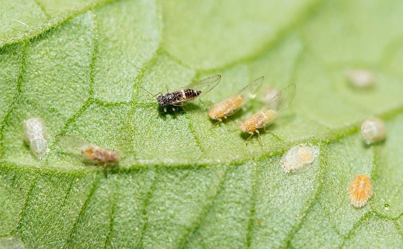 Adults and nymphs of tomato potato psyllid on the underside of a tomato leaf (Courtesy: Government of Western Australia). Adults and nymphs of tomato potato psyllid on the underside of a tomato leaf (Courtesy: Government of Western Australia).