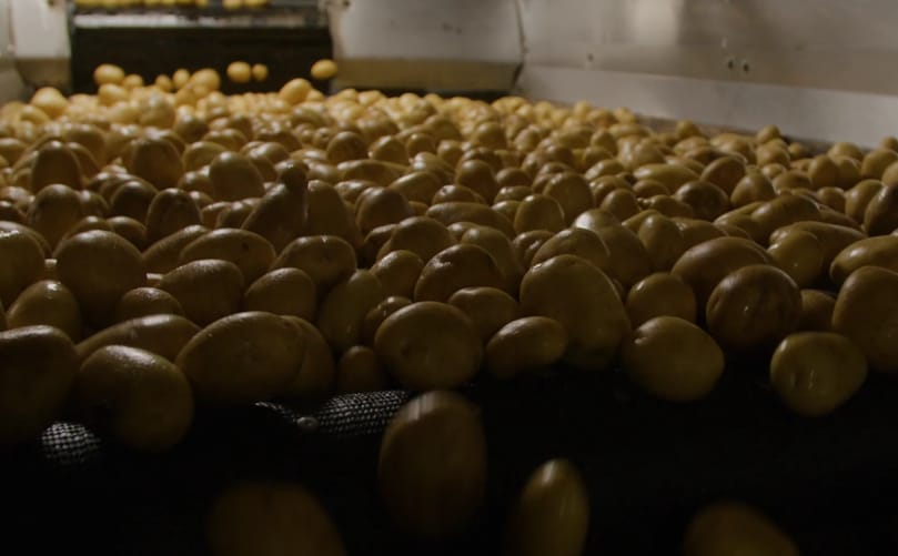 Wada Farms hits ROI objectives in one year with AI potato grading technology