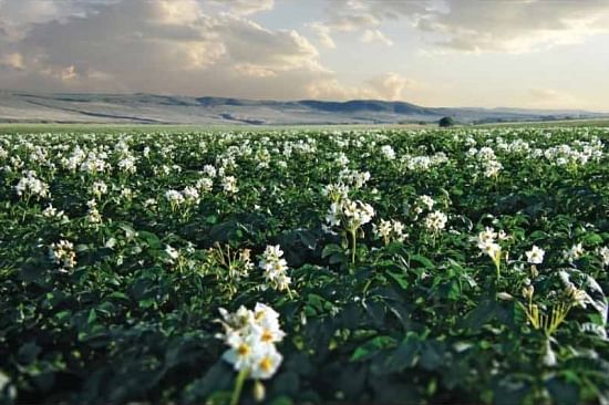 Wada Farms potato fields