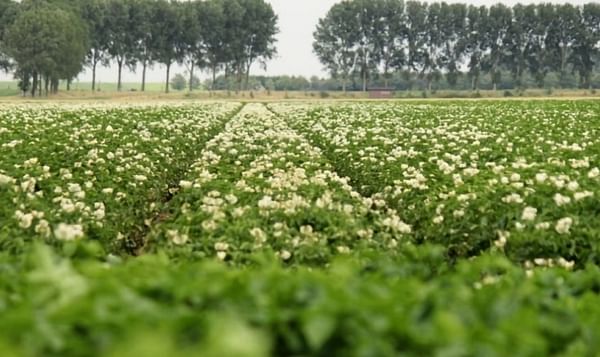 Wageningen scientists discover how the potato blight pathogen penetrates the plant