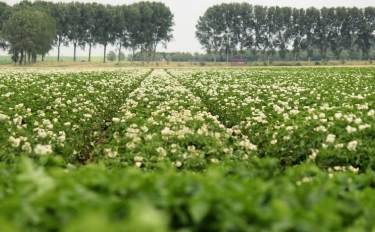 Wageningen scientists discover how the potato blight pathogen penetrates the plant Wageningen scientists discover how the potato blight pathogen penetrates the plant