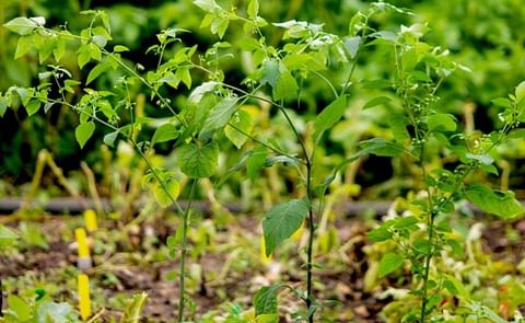 New resistance genes against late blight were identified in a close relative of the potato, Solanum americanum New resistance genes against late blight were identified in a close relative of the potato, Solanum americanum