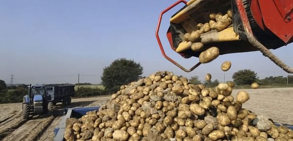 Waitrose Signs Up To the Robust Potato Pledge for Organic Potatoes