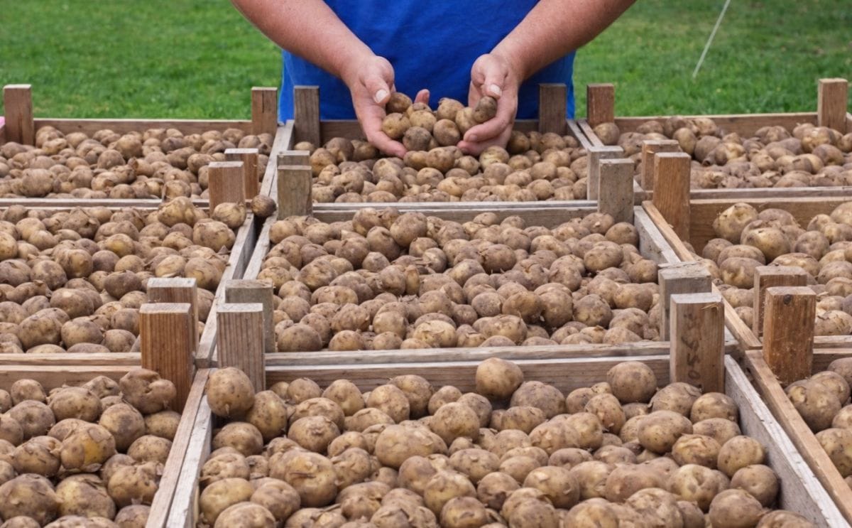 Helft van voorraad wâldgieltsjes nu al verkocht Helft van voorraad wâldgieltsjes nu al verkocht