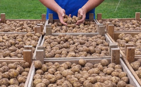 Wâldgieltsjes. Based on a picture from twitter hashtag #wâldgieltsjes posted in 2015, added to PotatoPro in 2018 Wâldgieltsjes. Based on a picture from twitter hashtag #wâldgieltsjes posted in 2015, added to PotatoPro in 2018