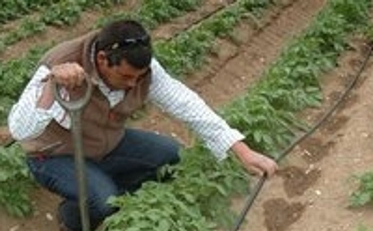 Pepsico trials show benefits of drip irrigation