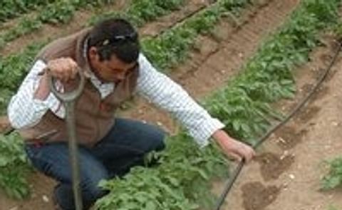 Pepsico trials show benefits of drip irrigation Pepsico trials show benefits of drip irrigation