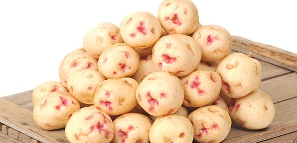 Harvest of Warba potatoes in British Columbia signifies the beginning of summer