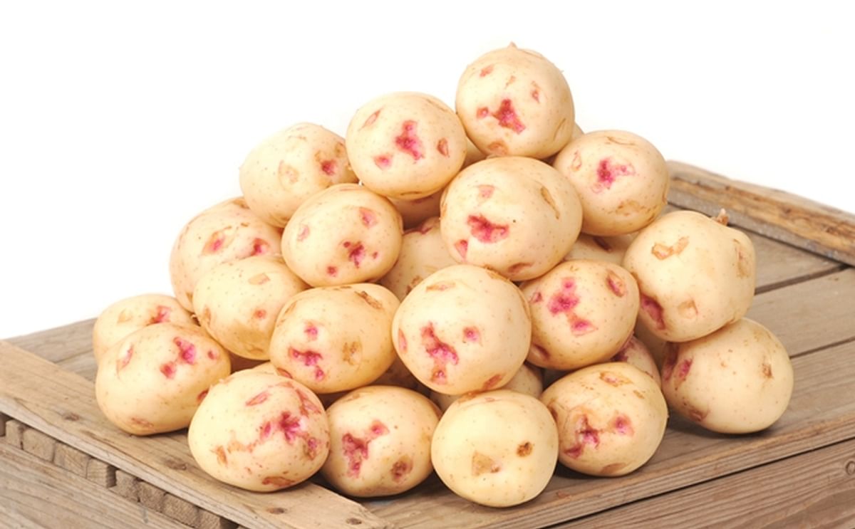 BC Fresh Warba New Nugget potato variety