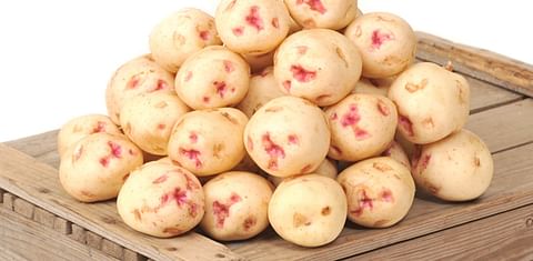 Harvest of Warba potatoes in British Columbia signifies the beginning of summer
