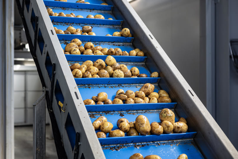 Potato Washing in Practice: From Farm Handling to Processing and Global Markets