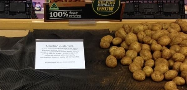Extreme weather causes potato shortage in South Australia: Due to prolonged heat in the South Australian growing regions, potatoes will be limited in supply for the coming weeks (Lauren Waldhuter; ABC Rural)