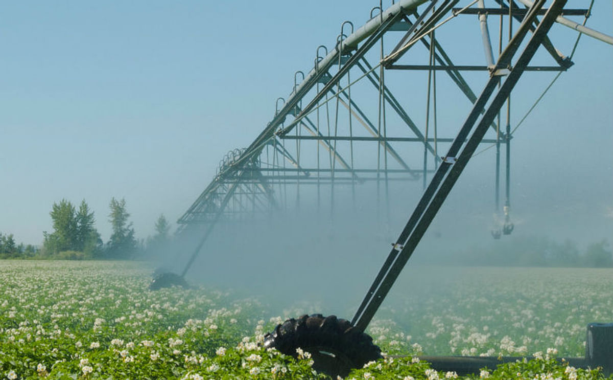 Washington Potato Producers To Vote On Marketing Order Washington Potato Producers To Vote On Marketing Order
