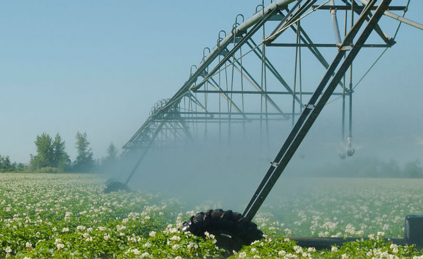 Potato field in bloom with irrigation (Courtesy: Washington State Potato Commission)