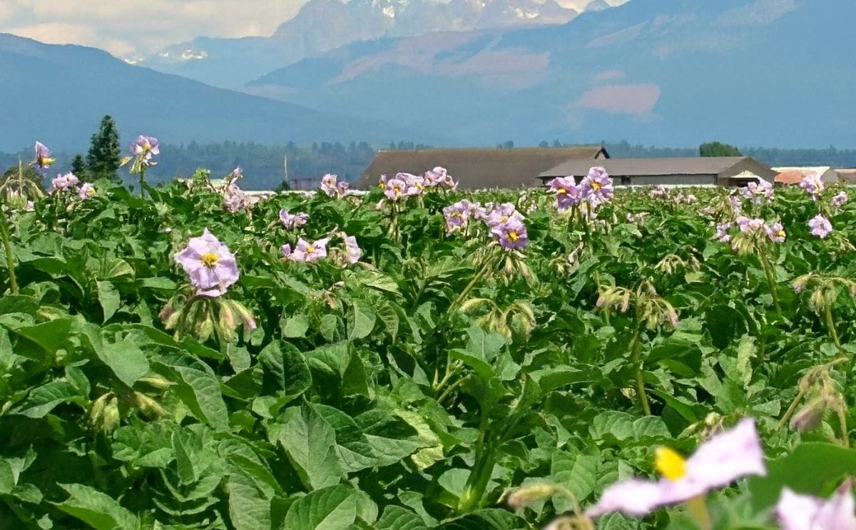 Washington and Oregon Potato Growers Nervous about Hot and Dry Conditions