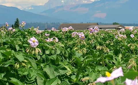 Washington and Oregon Potato Growers Nervous about Hot and Dry Conditions Washington and Oregon Potato Growers Nervous about Hot and Dry Conditions