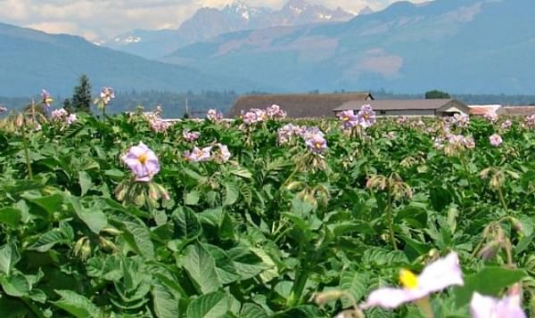 Potato field in Washington (Courtesy: Norm Nelson Inc. / The Packer) 
