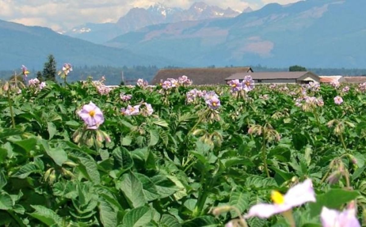 Washington and Oregon Potato Growers Nervous about Hot and Dry Conditions