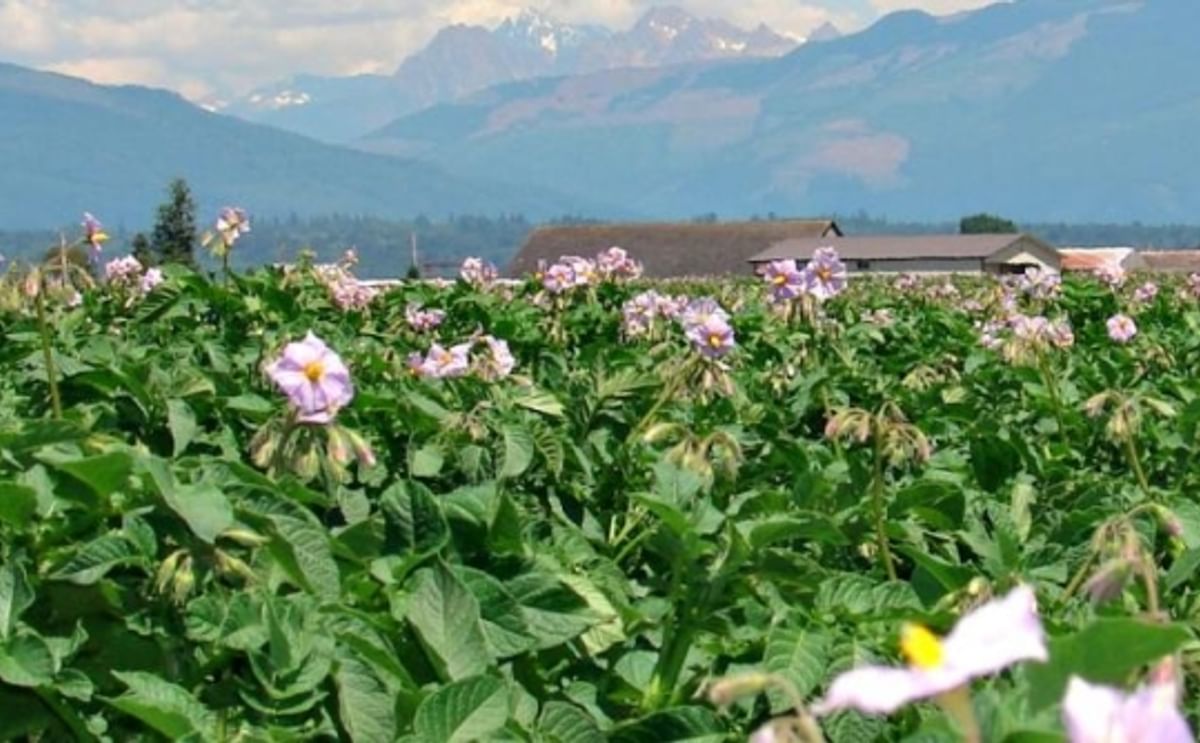 Potato field in Washington (Courtesy: Norm Nelson Inc. / The Packer) Potato field in Washington (Courtesy: Norm Nelson Inc. / The Packer)