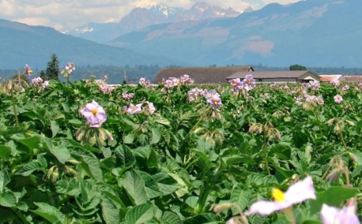 Washington and Oregon Potato Growers Nervous about Hot and Dry Conditions