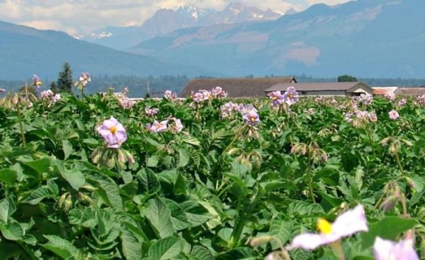 Washington and Oregon Potato Growers Nervous about Hot and Dry Conditions