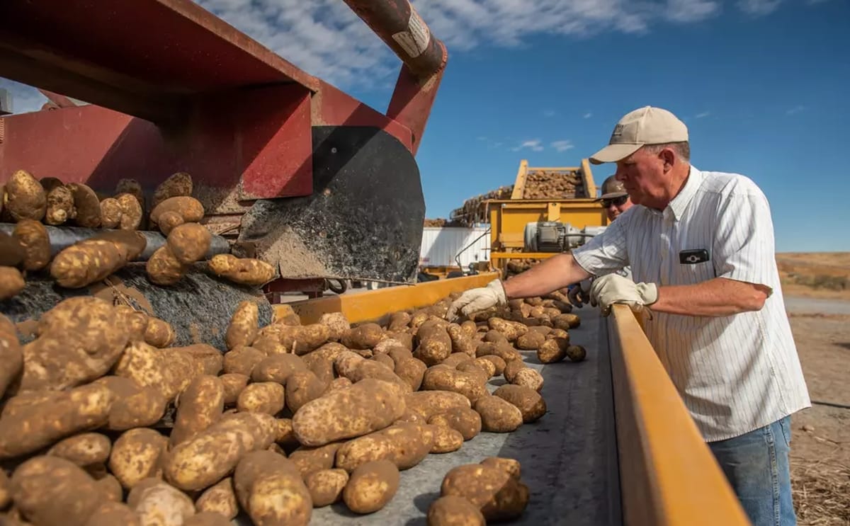 Washington potato growers inspect freshly harvested potatoes as the industry faces growing export competition from China, leading to declining sales across key Pacific Rim markets.