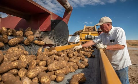 Washington potato growers inspect freshly harvested potatoes as the industry faces growing export competition from China, leading to declining sales across key Pacific Rim markets. Washington potato growers inspect freshly harvested potatoes as the industry faces growing export competition from China, leading to declining sales across key Pacific Rim markets.