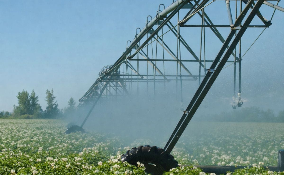 Potato field in bloom with irrigation (Courtesy: Washington State Potato Commission)