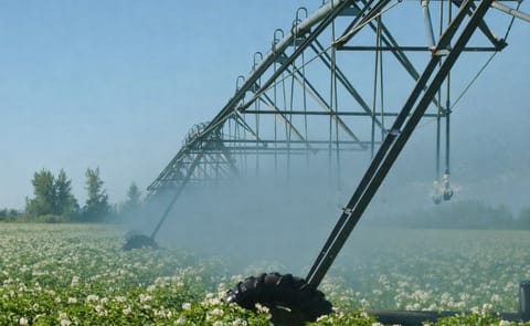 Potato field in bloom with irrigation (Courtesy: Washington State Potato Commission) Potato field in bloom with irrigation (Courtesy: Washington State Potato Commission)