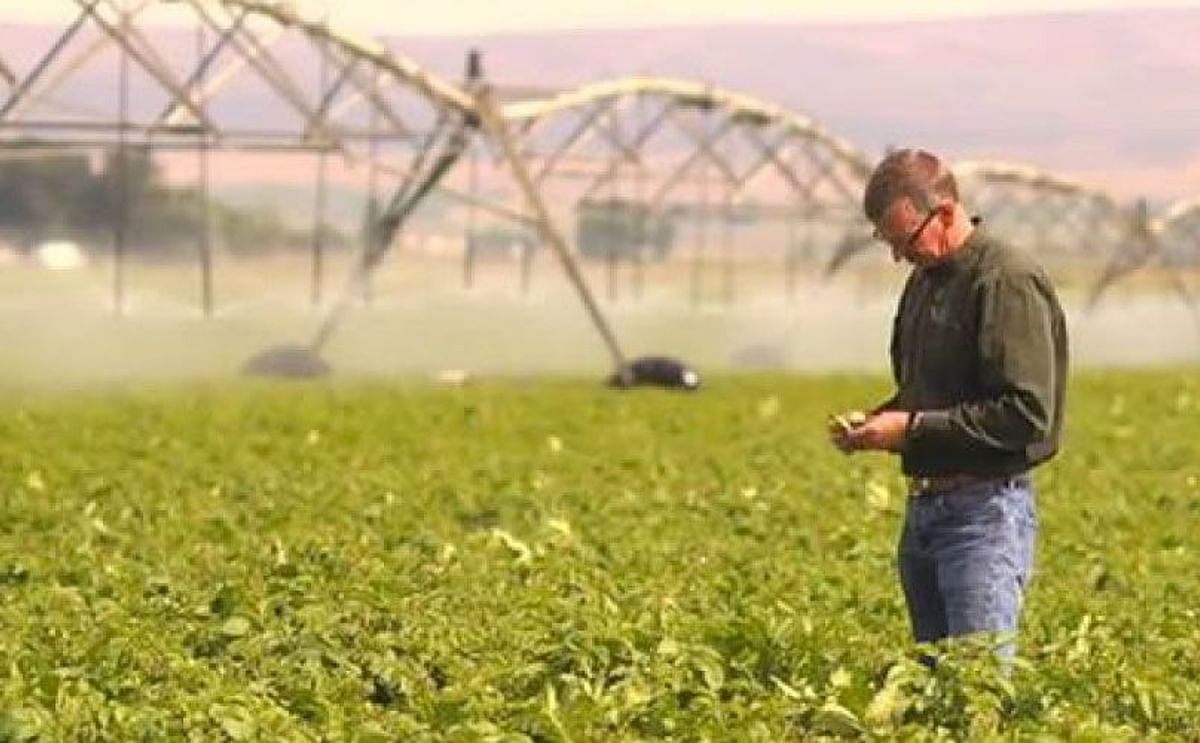 It's not just the weather that makes this year's potato crop in Washington promising. Chris Voigt also credited the great care and detailed management by the Washington potato growers for the expected high yields and good quality
(Courtesy: Washington St