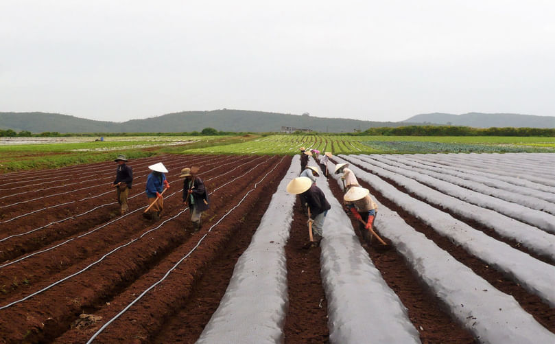 Drip irrigation system installed in a commercial potato field