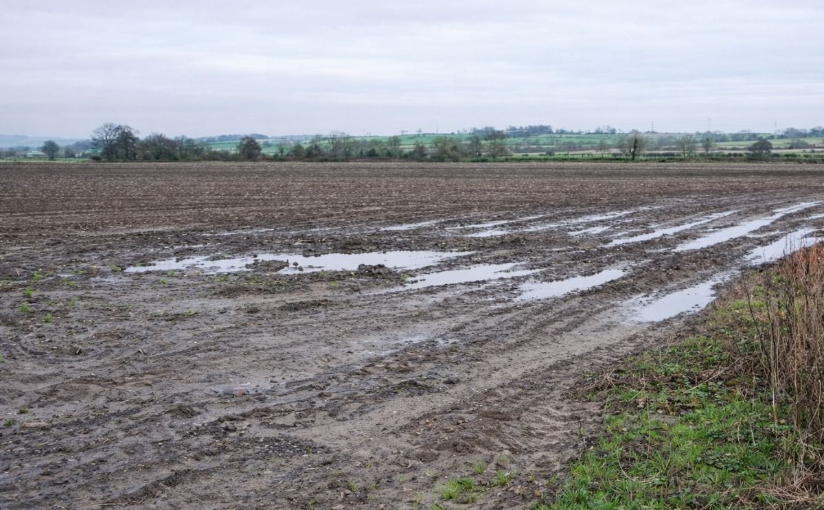 Planting Late? AHDB Potatoes offers guidance to make Planting Late? AHDB Potatoes offers guidance to make