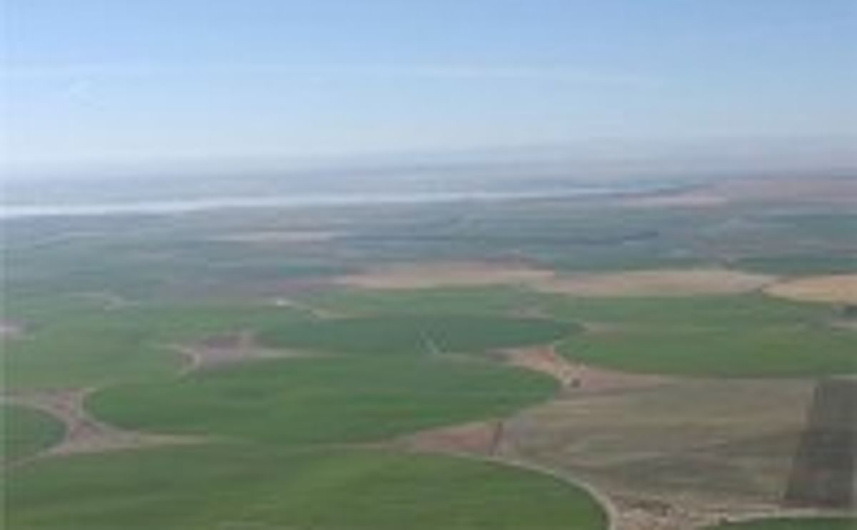 Watts Brothers: 100 circles Watts Brothers: 100 circles