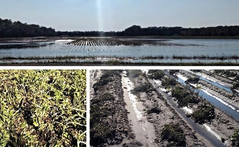 Examples of the damage done to potato fields in North East North Dakota: (Top:) A once promising potato field stands under water. (Bottom left:) A hail devastated potato crop in Pembina County. (Bottom right:) A potato field claimed by rain and hail.
(C Examples of the damage done to potato fields in North East North Dakota: (Top:) A once promising potato field stands under water. (Bottom left:) A hail devastated potato crop in Pembina County. (Bottom right:) A potato field claimed by rain and hail.
(C