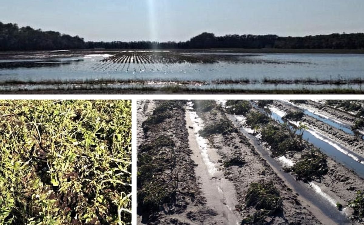 Rains again cause trouble for Potato farmers in the Red River Valley Rains again cause trouble for Potato farmers in the Red River Valley