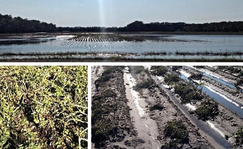 Earlier in the season, rain, hail and flooding caused major damage in some parts of the Red River Valley Earlier in the season, rain, hail and flooding caused major damage in some parts of the Red River Valley