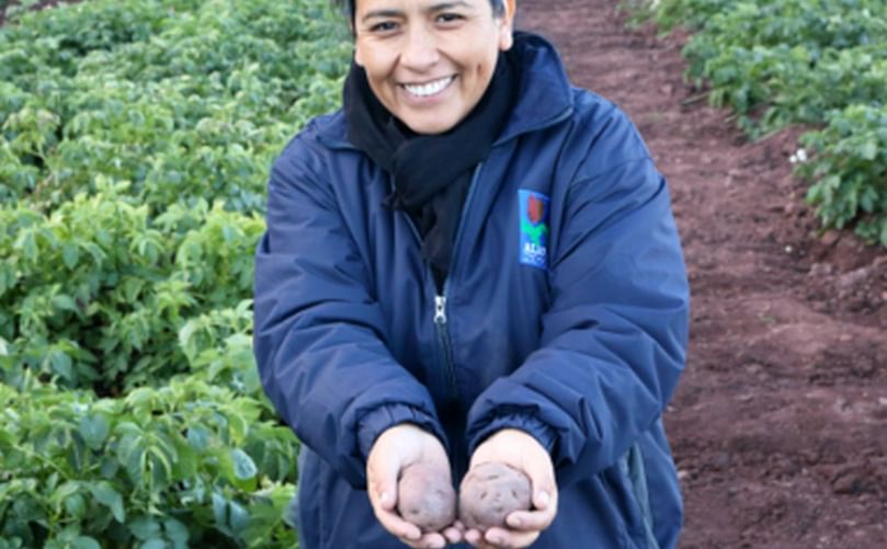 Breeder Elisa Salas with biofortified potatoes