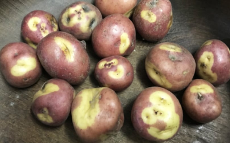 Study participants absorbed 28% of the iron in the Peruanita potatoes they ate. Study participants absorbed 28% of the iron in the Peruanita potatoes they ate.