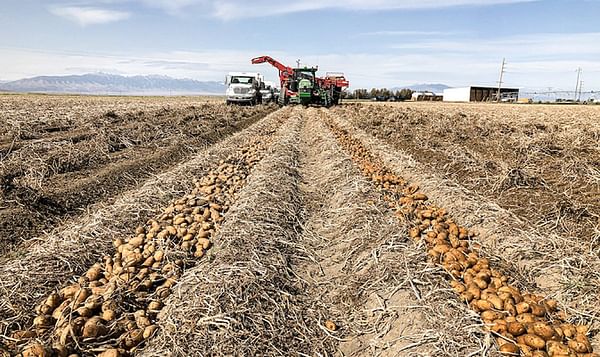 As Idaho's potato harvest gets underway, a look back at how it got started
