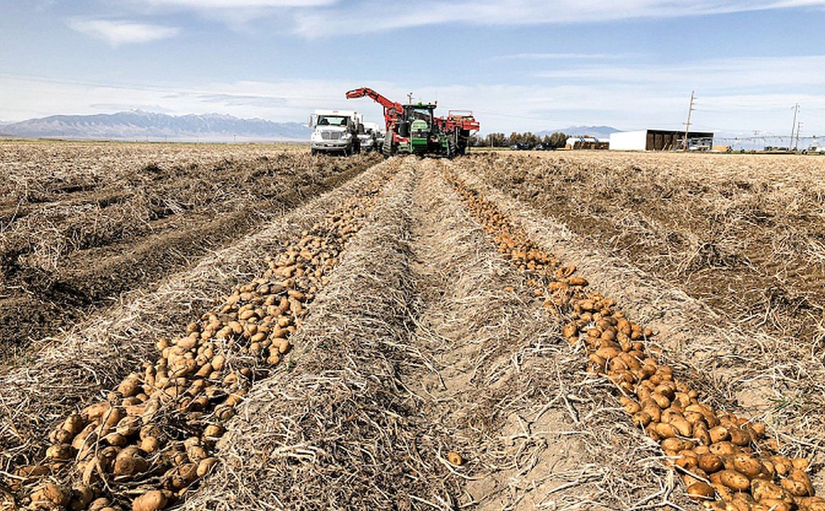 As Idaho's potato harvest gets underway, a look back at how it got started As Idaho's potato harvest gets underway, a look back at how it got started