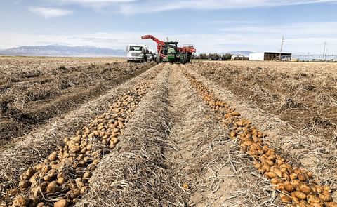 As Idaho's potato harvest gets underway, a look back at how it got started.
As Idaho's potato harvest gets underway, a look back at how it got started.