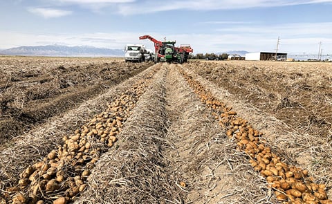 As Idaho's potato harvest gets underway, a look back at how it got started.
As Idaho's potato harvest gets underway, a look back at how it got started.