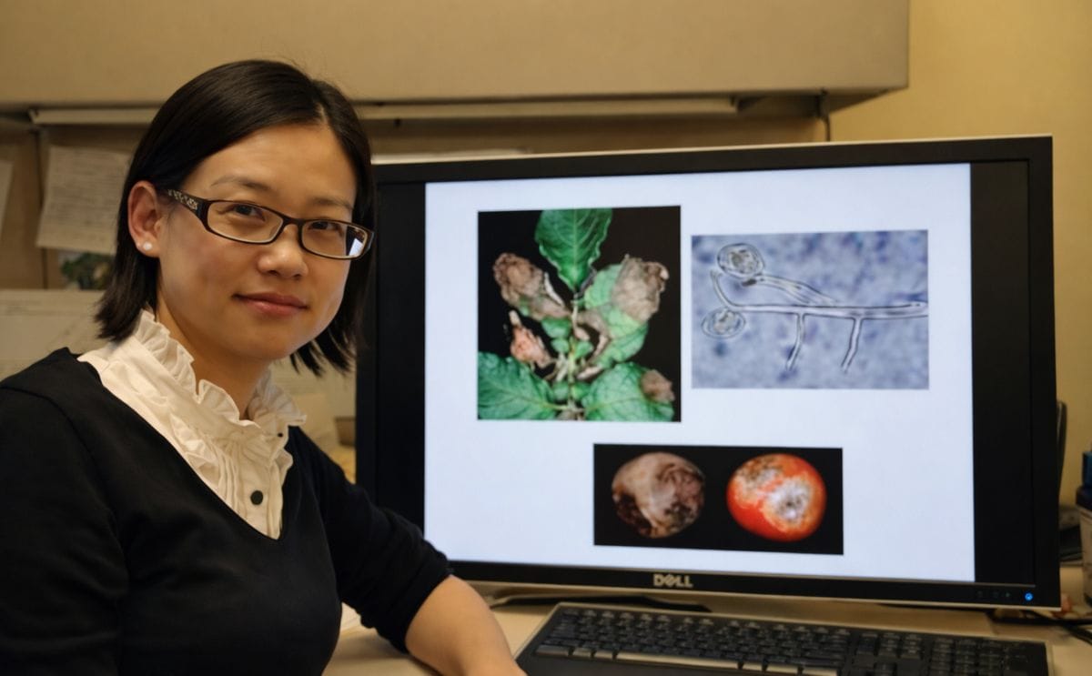 Late blight pathogen blocks RNA silencing pathways of potato plants