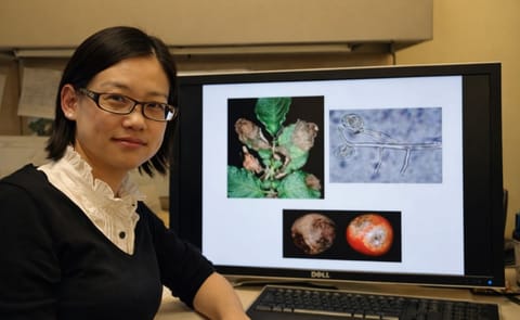 Late blight pathogen blocks RNA silencing pathways of potato plants Late blight pathogen blocks RNA silencing pathways of potato plants