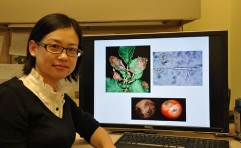 Late blight pathogen blocks RNA silencing pathways of potato plants Late blight pathogen blocks RNA silencing pathways of potato plants