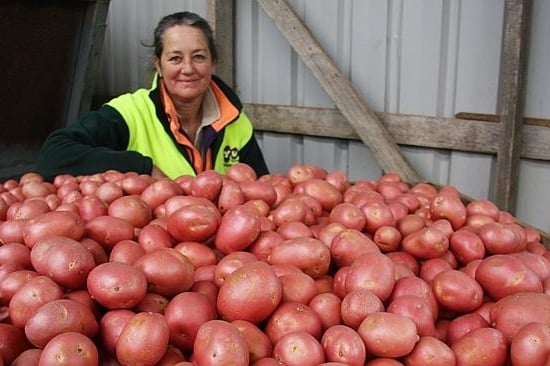 Wendy Rattray with some of the potatoes grown at the family's Yum Tasmania Gourmet Potatoes business. Pictures: Karolin MacGregor Wendy Rattray with some of the potatoes grown at the family's Yum Tasmania Gourmet Potatoes business. Pictures: Karolin MacGregor