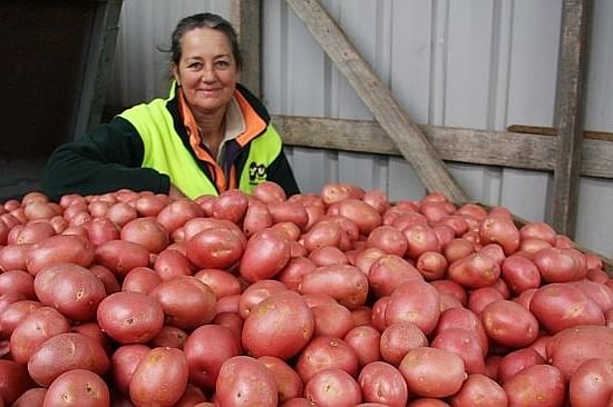 Wendy Rattray with some of the potatoes grown at the family's Yum Tasmania Gourmet Potatoes business. Pictures: Karolin MacGregor